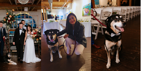 Petsie Dog Walking, Cat and Pet Sitting, Toronto